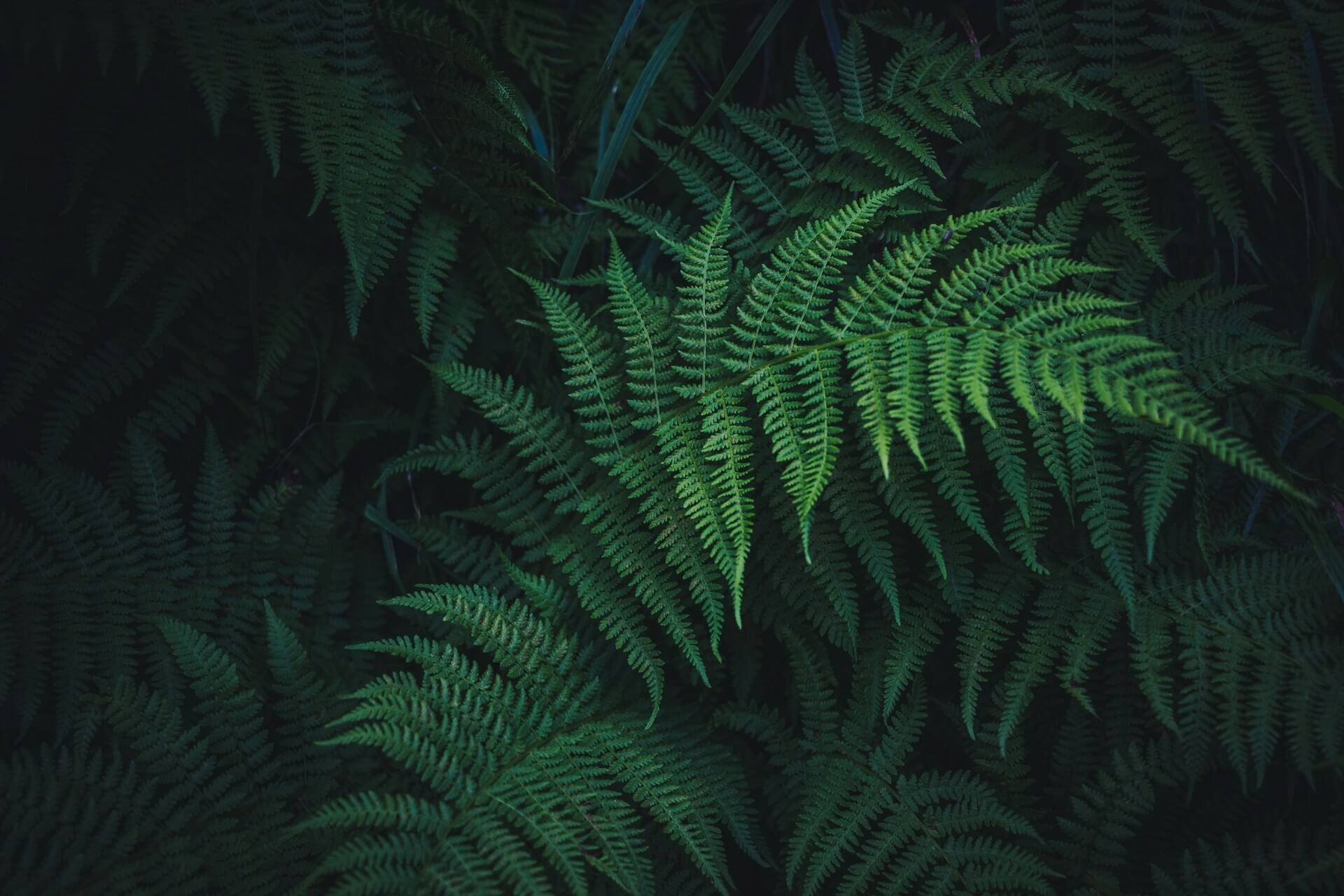 Silver fern frond unfurling
